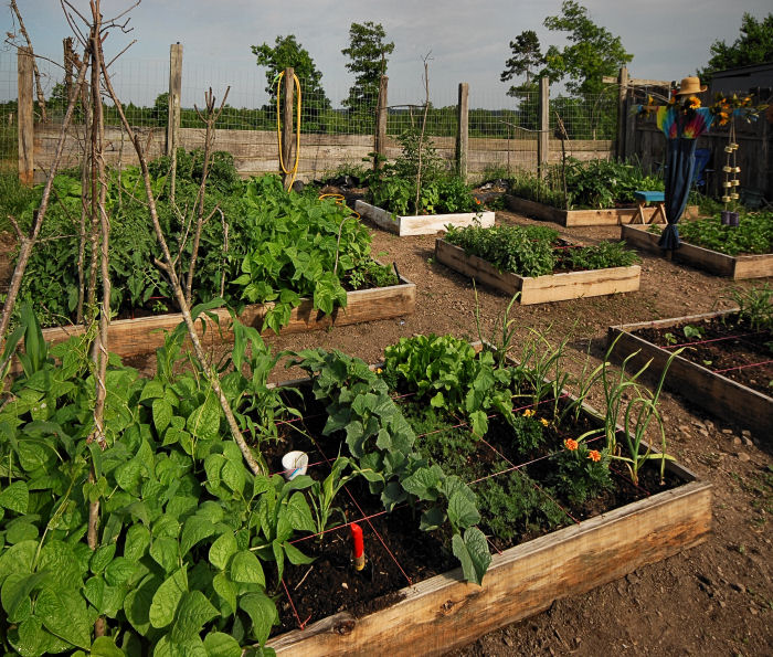 Square foot gardening is traditionally raised in beds. There is less
